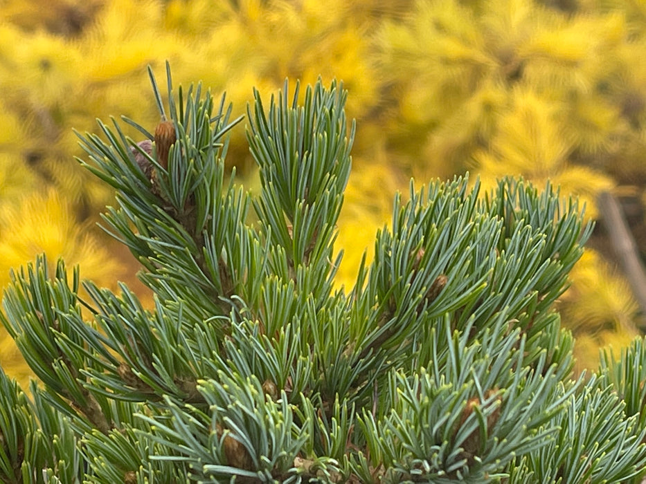 Pinus parviflora 'Regenhold Broom' Dwarf Japanese White Pine