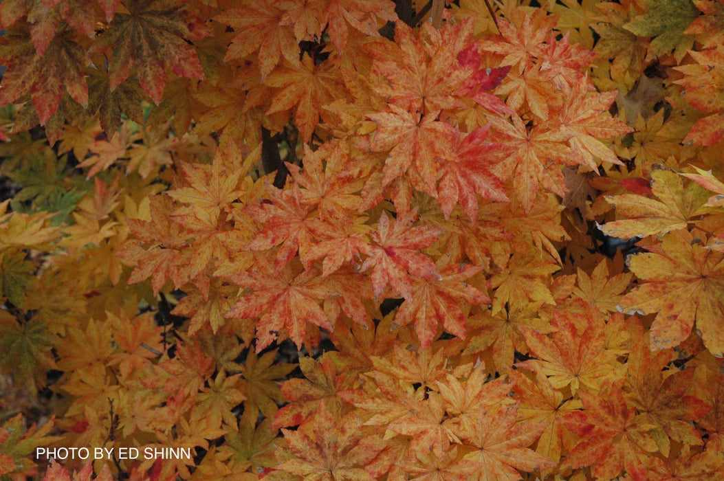 FOR PICKUP ONLY | Acer sieboldianum 'Kumoi nishiki' Variegated Full Moon Japanese Maple | DOES NOT SHIP