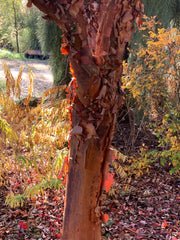 - Acer griseum - Paperbark Maple - Mr Maple │ Buy Japanese Maple Trees