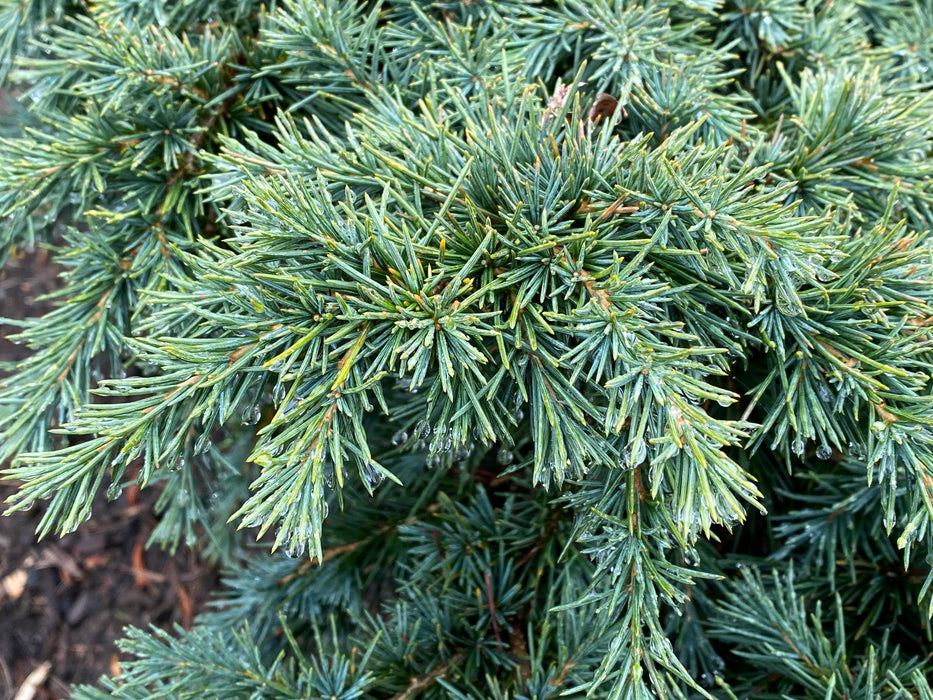 Cedrus deodara 'Prostrate Beauty’ Small Himalayan Cedar