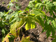 - Acer palmatum 'Rikuzen shidare' Weeping Japanese Maple - Mr Maple │ Buy Japanese Maple Trees