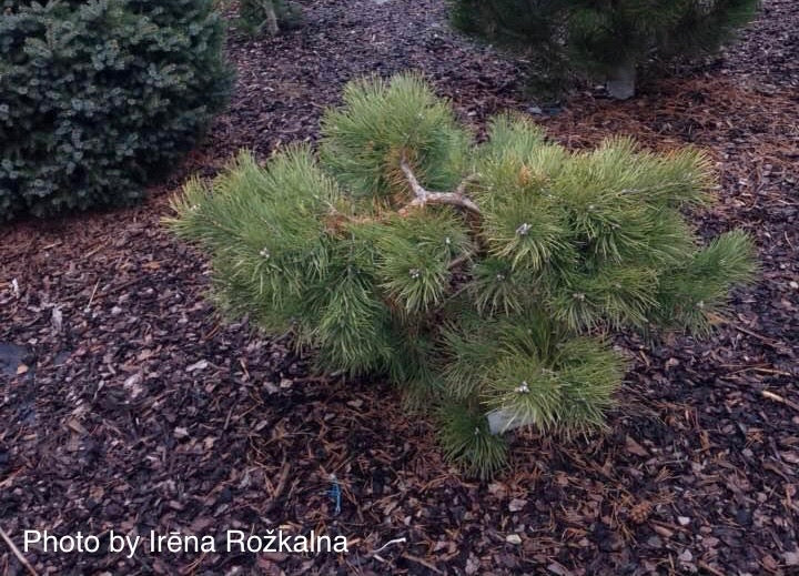 Pinus sylvestris 'Repens' Spreading Scots Pine