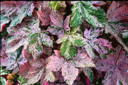 - Acer pseudoplatanus 'Esk Sunset' Rare Variegated Eskimo Sunset Maple - Mr Maple │ Buy Japanese Maple Trees