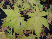 - Acer palmatum 'Wildfire' Coral bark Winter Interest Japanese Maple - Mr Maple │ Buy Japanese Maple Trees