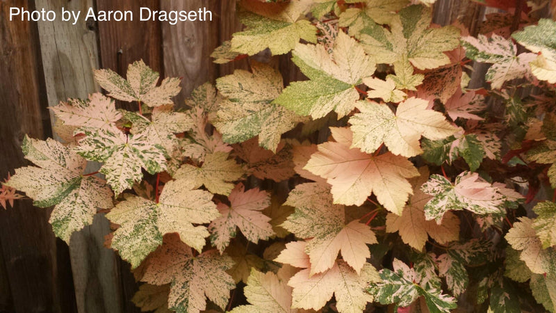 - Acer pseudoplatanus 'Esk Sunset' Rare Variegated Eskimo Sunset Maple - Mr Maple │ Buy Japanese Maple Trees