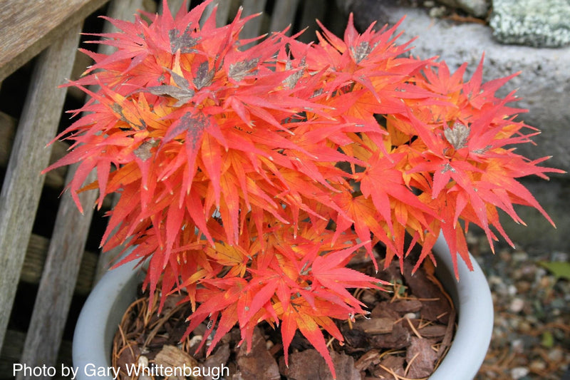 Test Product Mikawa - Mr Maple │ Buy Japanese Maple Trees