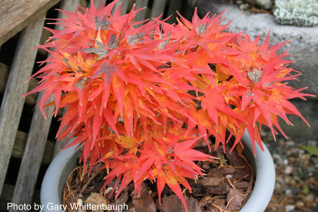 Acer palmatum 'Mikawa yatsubusa' Dwarf Japanese Maple