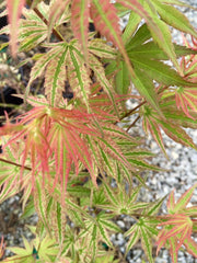 - Acer palmatum 'Ikandi' Japanese Maple - Mr Maple │ Buy Japanese Maple Trees
