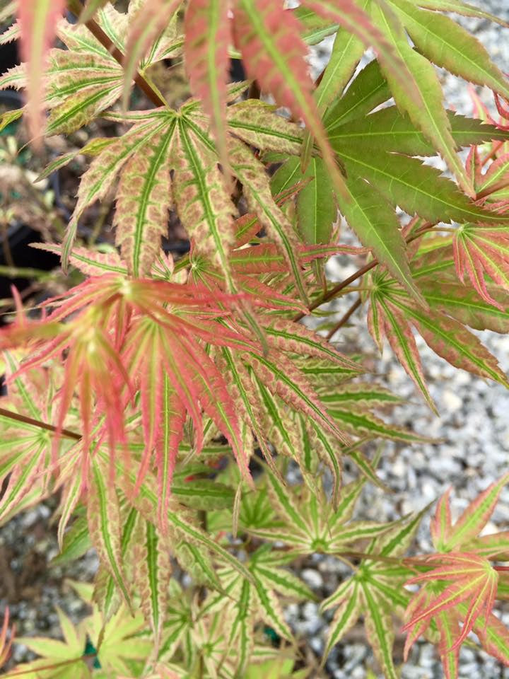 - Acer palmatum 'Ikandi' Japanese Maple - Mr Maple │ Buy Japanese Maple Trees