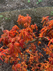 - Acer palmatum 'Mystic Mikawa' Miniature Japanese Maple - Mr Maple │ Buy Japanese Maple Trees