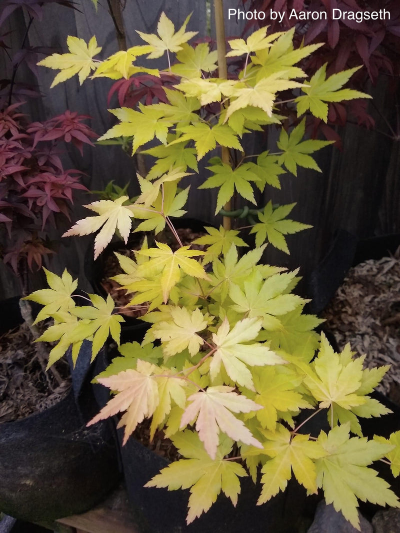 - Acer palmatum 'Dragon Master' Golden Weeping Japanese Maple - Mr Maple │ Buy Japanese Maple Trees