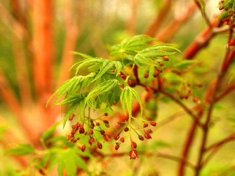 - Acer palmatum 'Sango kaku' Coral Bark Japanese Maple - Mr Maple │ Buy Japanese Maple Trees