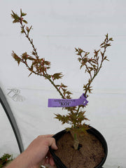 - Acer palmatum 'Koi' Dwarf Japanese Maple - Mr Maple │ Buy Japanese Maple Trees