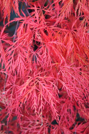 - Acer palmatum 'Baldsmith' Laceleaf Japanese Maple - Mr Maple │ Buy Japanese Maple Trees