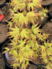 - Acer palmatum 'Golden Falls' Weeping Golden Japanese Maple - Mr Maple │ Buy Japanese Maple Trees