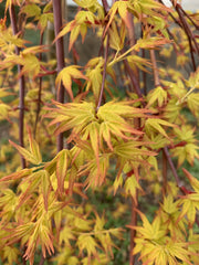 - Acer palmatum 'Golden Falls' Weeping Golden Japanese Maple - Mr Maple │ Buy Japanese Maple Trees