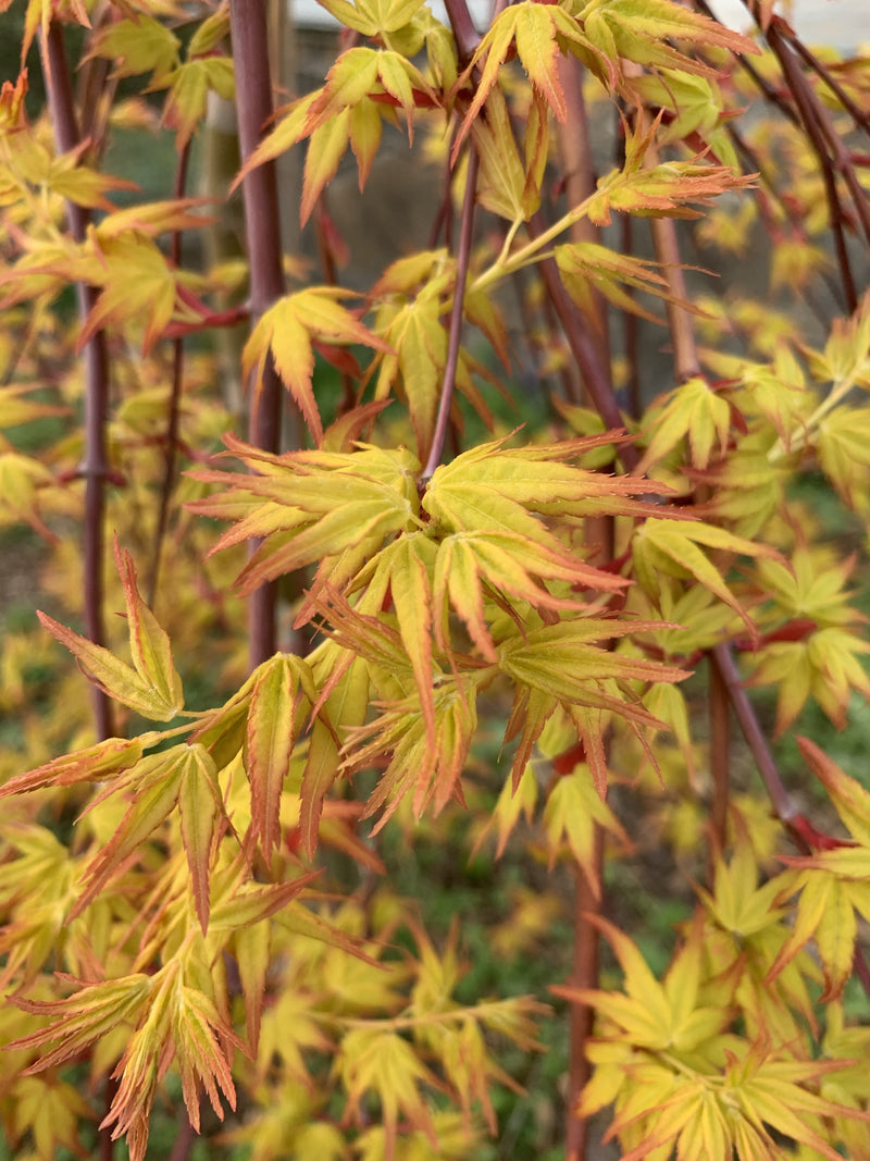 - Acer palmatum 'Golden Falls' Weeping Golden Japanese Maple - Mr Maple │ Buy Japanese Maple Trees
