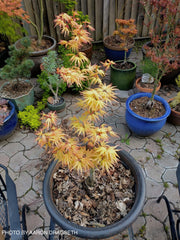 - Acer palmatum 'Mayday' Rare Dwarf Japanese Maple - Mr Maple │ Buy Japanese Maple Trees