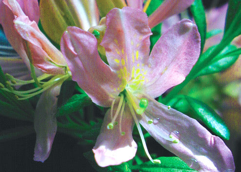 Azalea 'Western Lights’ Pink Flowers Deciduous Azalea