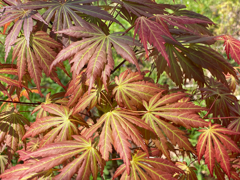- Acer shirasawanum 'Bronze Age' Bronze Full Moon Japanese Maple - Mr Maple │ Buy Japanese Maple Trees