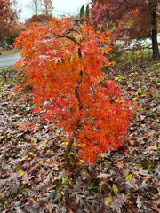 - Acer palmatum 'Fountain of Youth' Japanese Maple - Mr Maple │ Buy Japanese Maple Trees