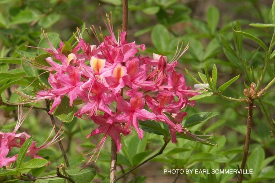 Azalea 'Magenta Rose Flame’ Pink Native Azalea