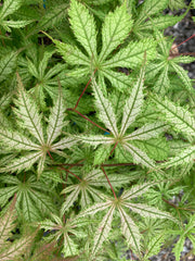 - Acer palmatum 'Grandma Ghost' Japanese Maple - Mr Maple │ Buy Japanese Maple Trees