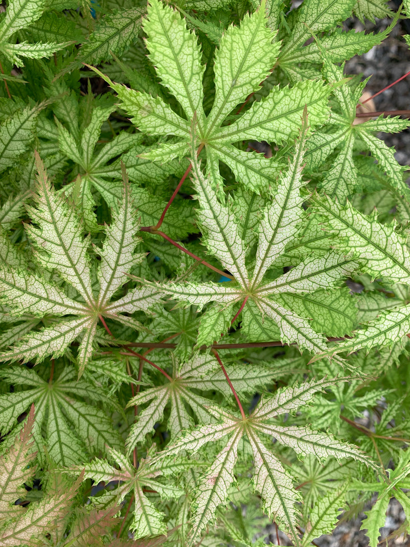 - Acer palmatum 'Grandma Ghost' Japanese Maple - Mr Maple │ Buy Japanese Maple Trees