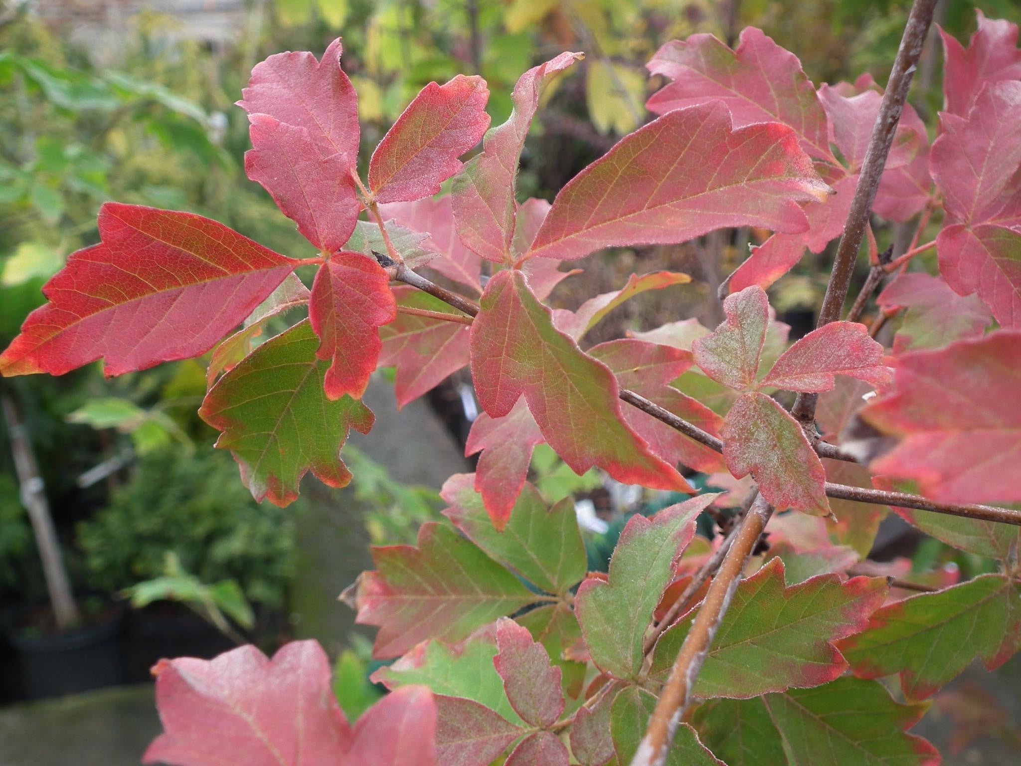 OVER FIELD MAPLE MR-2001 バット OVER FIELD MAPLE MR-2001 バット Japanese Maples For Sale