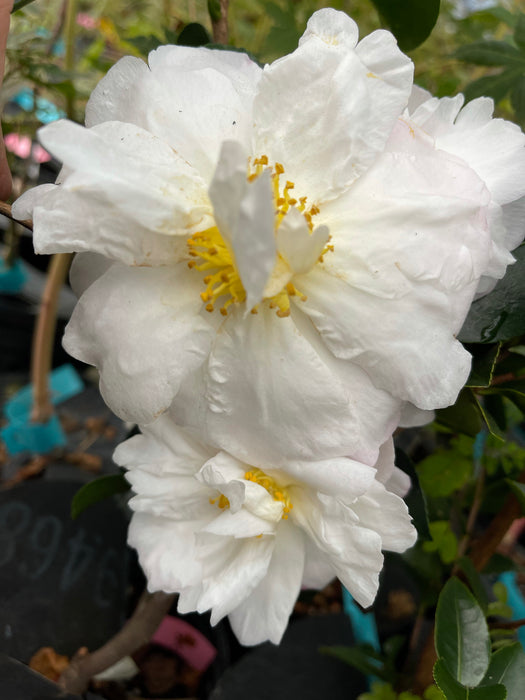 Camellia sasanqua 'Northern Exposure' White Flowering Camellia