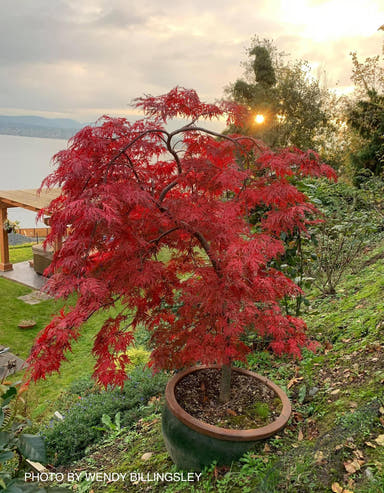 - FOR PICK UP ONLY | Acer palmatum 'Orangeola' Japanese Maple | DOES NOT SHIP - Mr Maple │ Buy Japanese Maple Trees