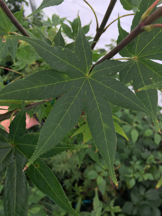 Acer palmatum 'Kokyo' Japanese Maple