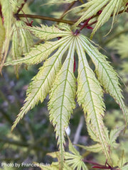 - Acer palmatum 'Grandma Ghost' Japanese Maple - Mr Maple │ Buy Japanese Maple Trees