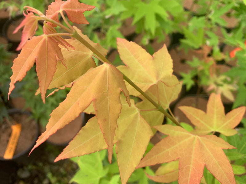 - Acer oliverianum 'Hot Blonde' Golden Japanese Maple - Mr Maple │ Buy Japanese Maple Trees