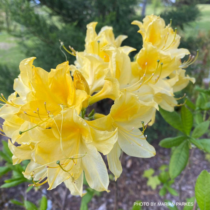 Azalea 'Lemon Lights’ Yellow Flowers Deciduous Azalea