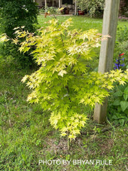 - Acer palmatum 'Orange Dream' Japanese Maple - Mr Maple │ Buy Japanese Maple Trees