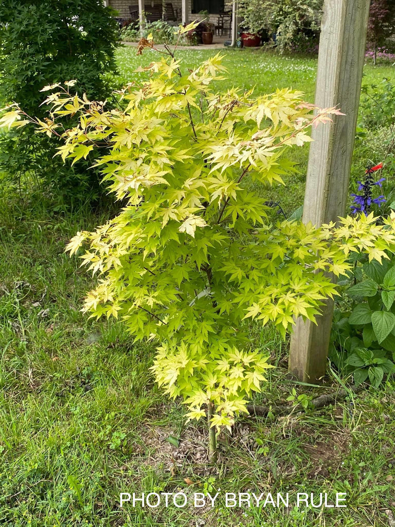 - Acer palmatum 'Orange Dream' Japanese Maple - Mr Maple │ Buy Japanese Maple Trees