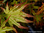 - Acer palmatum 'Phantom Flame' Japanese Maple - Mr Maple │ Buy Japanese Maple Trees