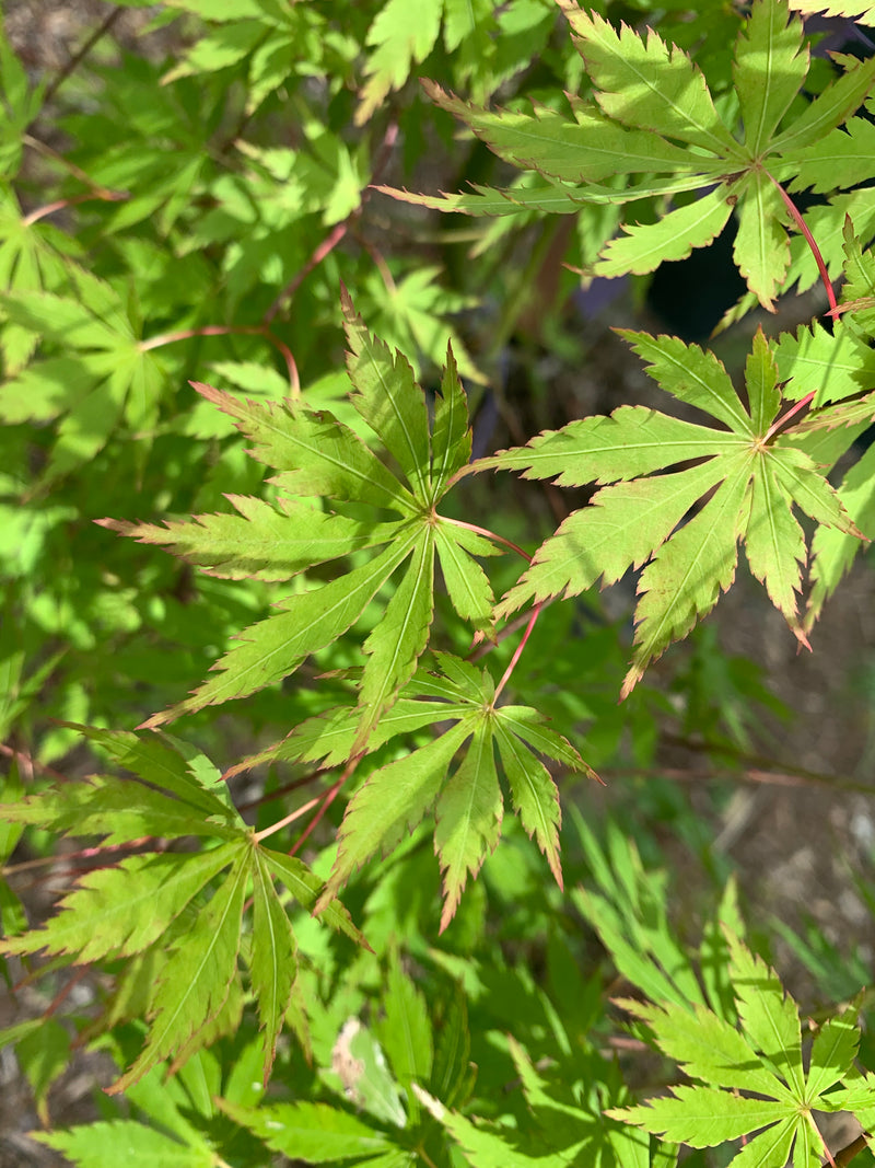 - Acer palmatum 'Fountain of Youth' Japanese Maple - Mr Maple │ Buy Japanese Maple Trees