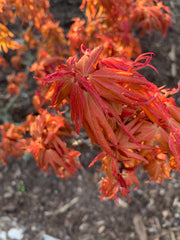 - Acer palmatum 'Mystic Mikawa' Miniature Japanese Maple - Mr Maple │ Buy Japanese Maple Trees