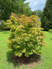 - Acer palmatum 'Osakazuki' Japanese Maple - Mr Maple │ Buy Japanese Maple Trees
