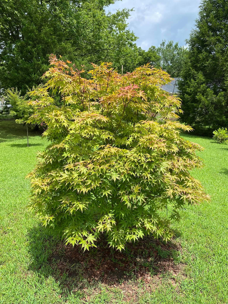 - Acer palmatum 'Osakazuki' Japanese Maple - Mr Maple │ Buy Japanese Maple Trees