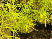 - Acer palmatum 'Yellow Threads' Rare Japanese Maple - Mr Maple │ Buy Japanese Maple Trees