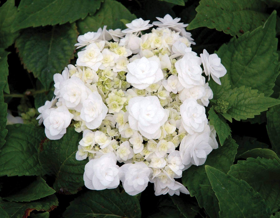 Hydrangea macrophylla ‘Dancing Snow’ Wedding Gown™ Hydrangea