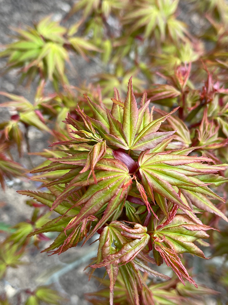 - Acer palmatum 'Koi' Dwarf Japanese Maple - Mr Maple │ Buy Japanese Maple Trees