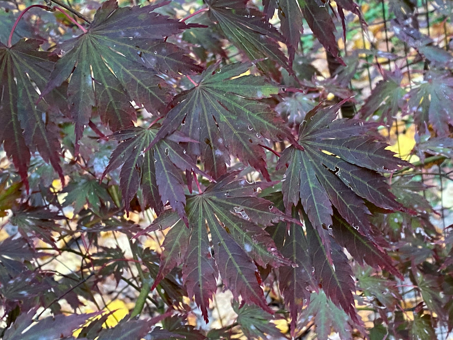 Acer shirasawanum x palmatum 'Shira Red' Japanese Maple