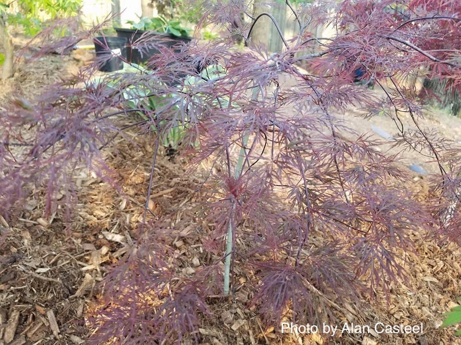 Acer palmatum 'Red Feathers' Dwarf Japanese Maple