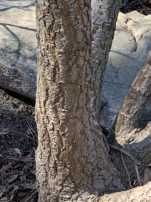 Acer palmatum 'Alan's Gold' Pinebark Japanese Maple