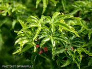 - Acer palmatum 'Shishigashira' Lion's Head Japanese Maple - Mr Maple │ Buy Japanese Maple Trees