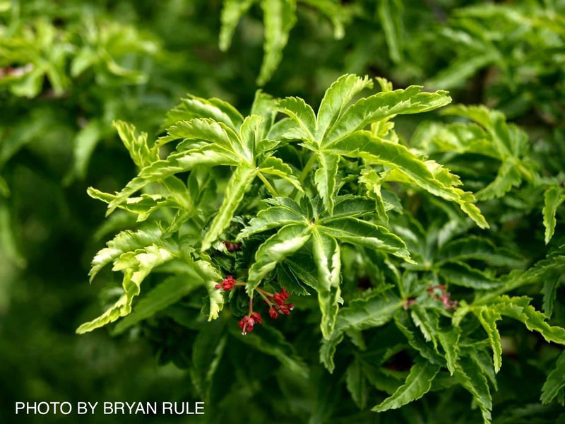 - Acer palmatum 'Shishigashira' Lion's Head Japanese Maple - Mr Maple │ Buy Japanese Maple Trees